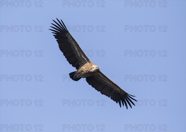 Griffon vulture (Gyps fulvus), Monfragüe National Park, Extremadura, Castilla La Mancha, Spain,