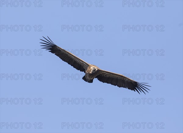 Griffon vulture (Gyps fulvus), Monfragüe National Park, Extremadura, Castilla La Mancha, Spain,