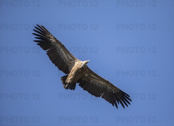 Griffon vulture (Gyps fulvus), Monfragüe National Park, Extremadura, Castilla La Mancha, Spain,