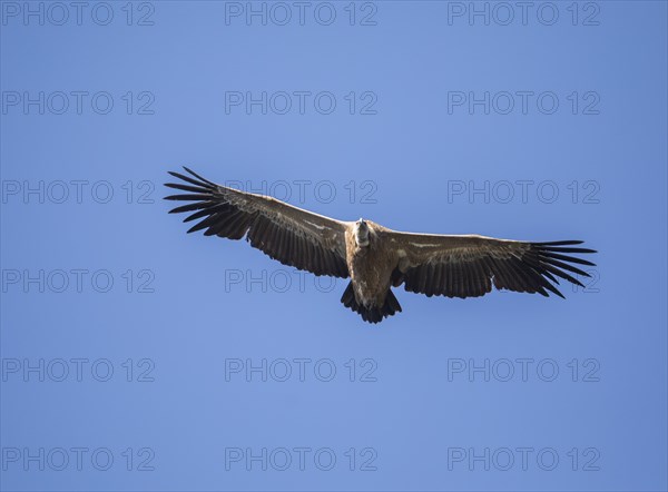 Griffon vulture (Gyps fulvus), Monfragüe National Park, Extremadura, Castilla La Mancha, Spain,