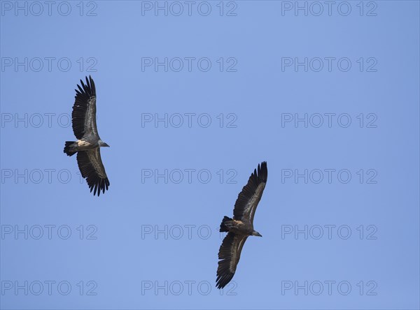 Griffon vulture (Gyps fulvus), Monfragüe National Park, Extremadura, Castilla La Mancha, Spain,