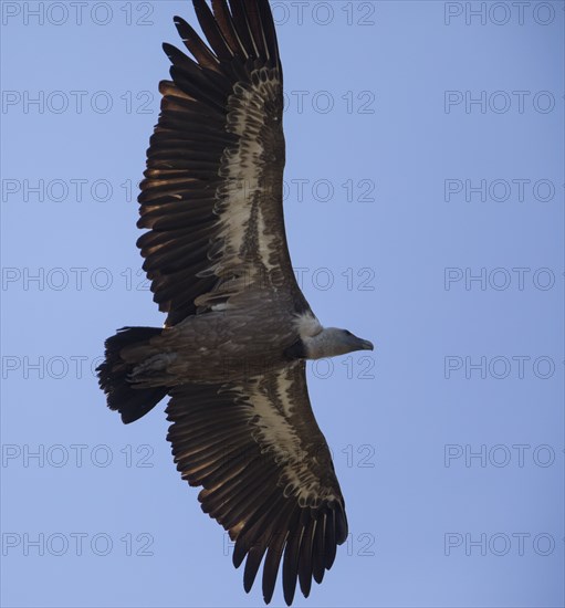 Griffon vulture (Gyps fulvus), Monfragüe National Park, Extremadura, Castilla La Mancha, Spain,