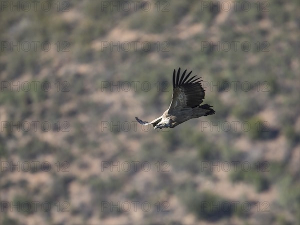 Griffon vulture (Gyps fulvus), Monfragüe National Park, Extremadura, Castilla La Mancha, Spain,