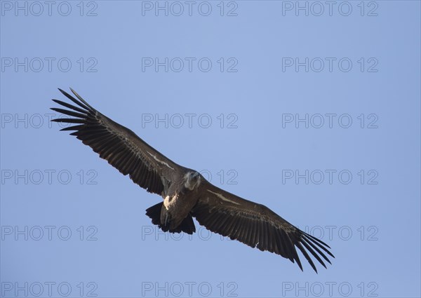Griffon vulture (Gyps fulvus), Monfragüe National Park, Extremadura, Castilla La Mancha, Spain,