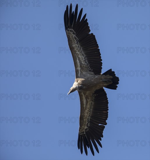 Griffon vulture (Gyps fulvus), Monfragüe National Park, Extremadura, Castilla La Mancha, Spain,