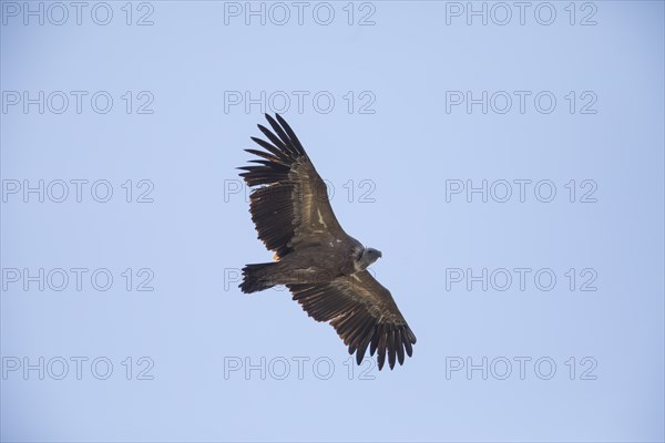 Griffon vulture (Gyps fulvus), Monfragüe National Park, Extremadura, Castilla La Mancha, Spain,