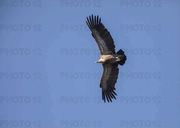 Griffon vulture (Gyps fulvus), Monfragüe National Park, Extremadura, Castilla La Mancha, Spain,