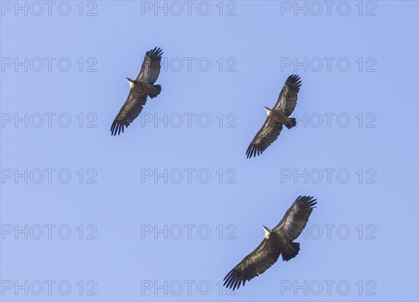 Griffon vulture (Gyps fulvus), Monfragüe National Park, Extremadura, Castilla La Mancha, Spain,