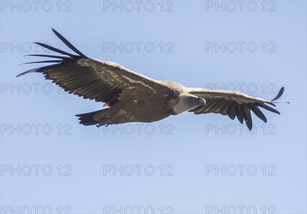 Griffon vulture (Gyps fulvus), Monfragüe National Park, Extremadura, Castilla La Mancha, Spain,
