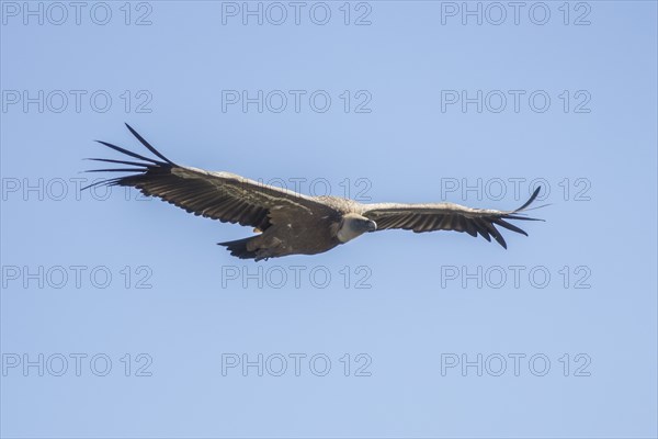 Griffon vulture (Gyps fulvus), Monfragüe National Park, Extremadura, Castilla La Mancha, Spain,