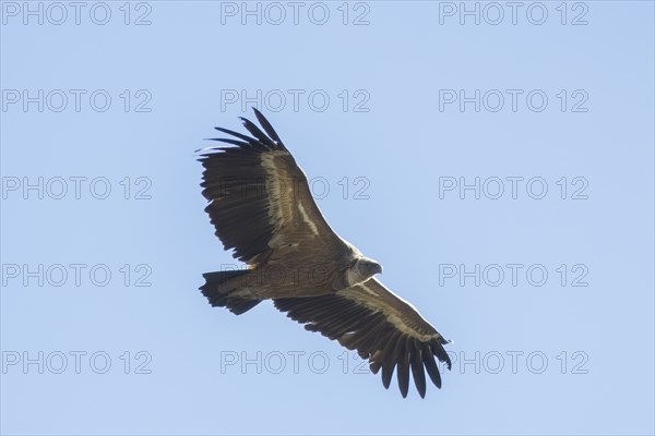 Griffon vulture (Gyps fulvus), Monfragüe National Park, Extremadura, Castilla La Mancha, Spain,