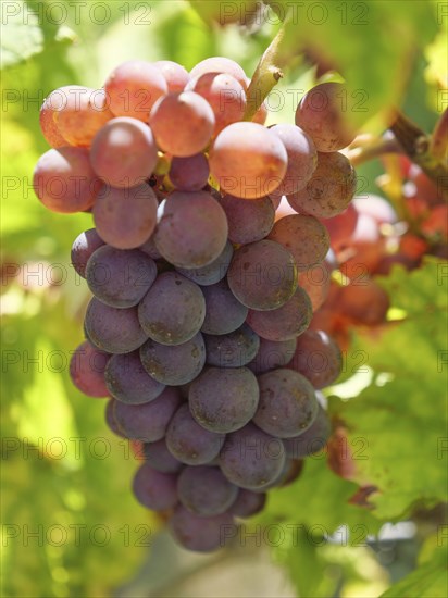 Purple grapes growing on a vine surrounded by green leaves, Wissembourg, Alsace, France, Europe