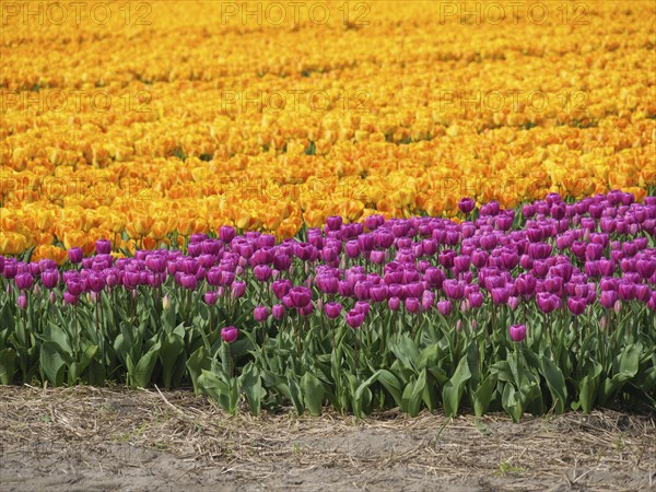 Field of flowers with yellow and purple tulips in orderly, colourful rows, amsterdam, holland,