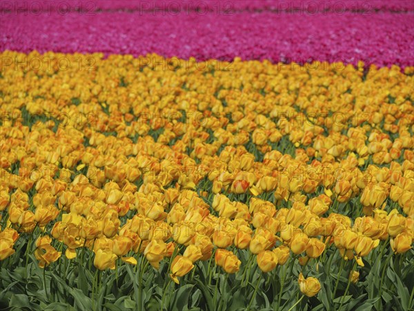 Yellow tulips dominate the picture with a row of pink tulips in the background, amsterdam, holland,