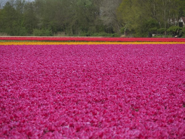 A wide field with bright pink tulips, in the background a row of trees, amsterdam, holland,