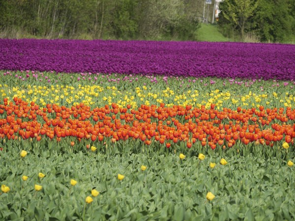 A multicoloured tulip field with purple, orange and yellow sections surrounded by green trees,