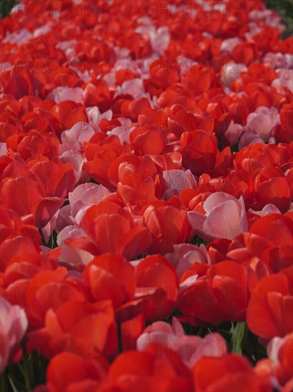 A long ribbon of red and pink tulip flowers that create a spring-like atmosphere, amsterdam,