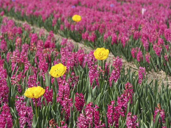 View of a wide field with pink hyacinths and scattered yellow tulip blossoms, amsterdam, holland,