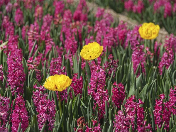 Three yellow tulips stand out in a field full of pink hyacinths in spring, amsterdam, holland, the