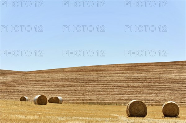 Harvested wheat fields, landscape south of Pienza, Tuscany, Italy, Europe, Hay bales scattered in a