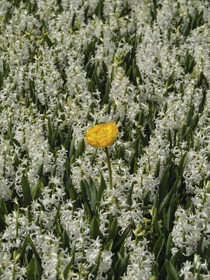 A yellow tulip stands alone amidst a sea of white hyacinth flowers, amsterdam, holland, the