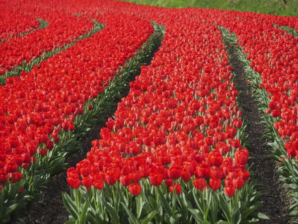 Endless flower field with red tulips in orderly rows, amsterdam, holland, netherlands