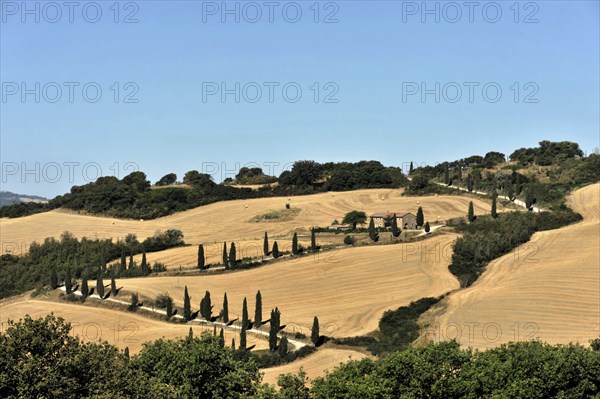 Cypress avenue La Foce, Tuscany, Italy, Europe, Landscape with wide fields and rolling hills, lined