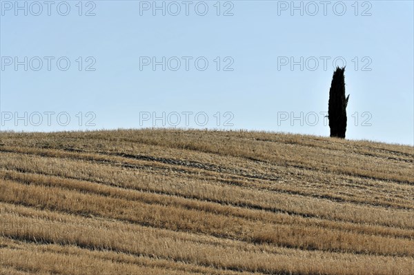 Cypress near San Quirico d'Orcia, Val d'Orcia, Tuscany, Italy, Europe, Lone tree on a dry hill with