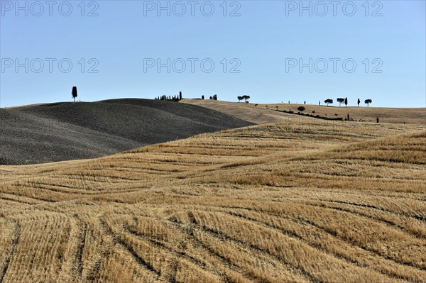 Cypresses near San Quirico d'Orcia, Val d'Orcia, Tuscany, Italy, Europe, Wide dry hills with