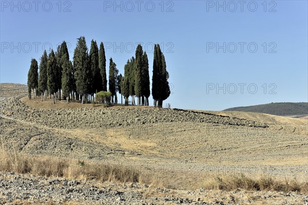 Group of cypresses in Tuscany, Italy, Europe, Tall cypresses on a dry hill with a wide view of the