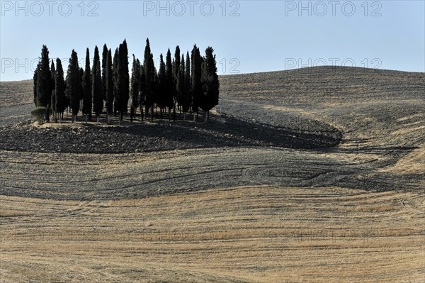 Group of cypresses in Tuscany, Italy, Europe, Tall cypresses on a hill surrounded by dry fields in