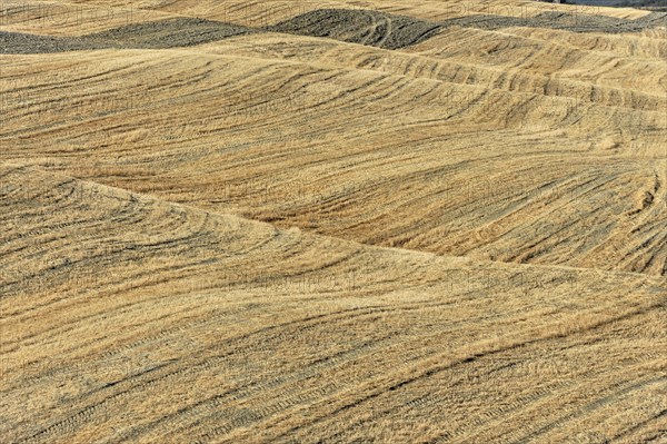 Harvested fields south of Siena, Crete Senesi, Tuscany, Italy, Europe, Golden fields with