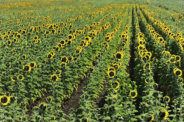 Sunflower field, Sunflowers (Helianthus annuus), Landscape south of Montepulciano, Tuscany, Italy,
