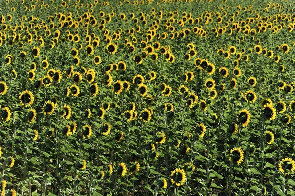 Sunflower field, Sunflowers (Helianthus annuus), Landscape south of Montepulciano, Tuscany, Italy,
