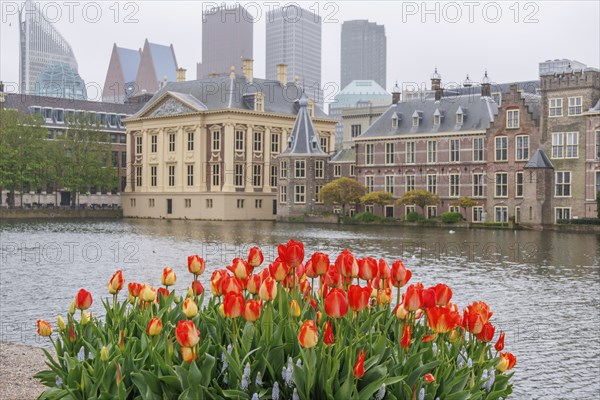 Bright red tulips bloom in front of the water and a mix of modern and historic buildings in spring