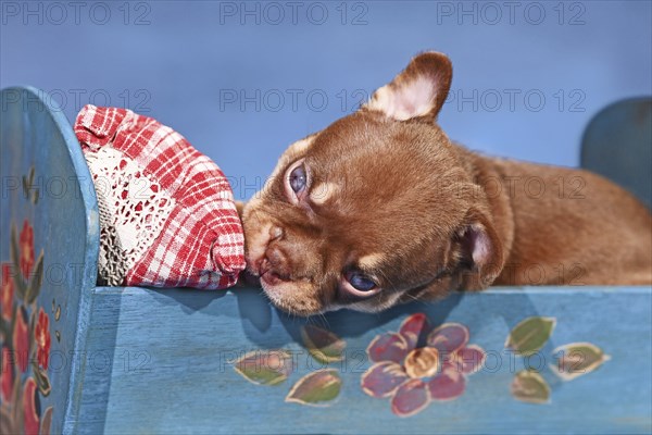 Mocca Orange Tan French Bulldog dog puppy in bed in front of blue background