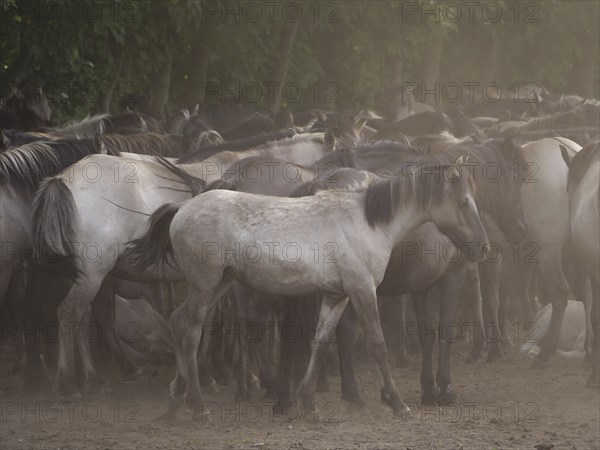 A large herd of horses stands close together on a dusty ground, surrounded by trees, merfeld,