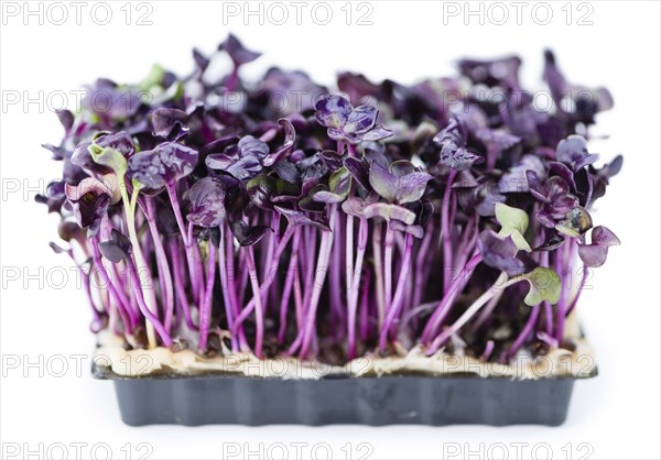 Cress isolated on white background (selective focus, close-up shot)