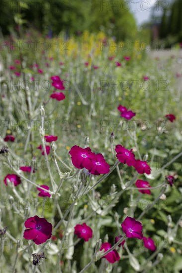 Garden with flowering carnation (Lychnis coronaria), insect-friendly, carnation, hardy, bees, wild