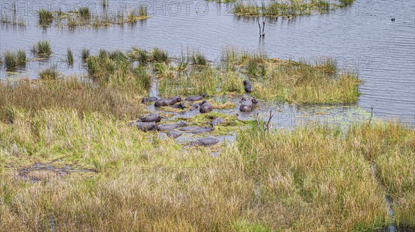 Hippo pool with a lot of animals in the Okavango Delta, Botswana, aerial hot made from a