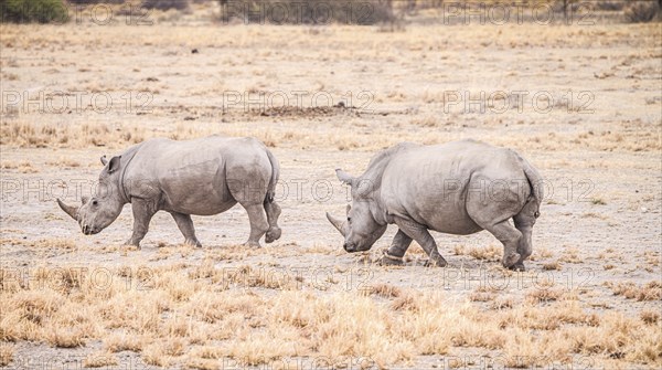 White Rhinoceros spotted in the Khama Rhino Sanctuary, Botswana, during winter, Africa
