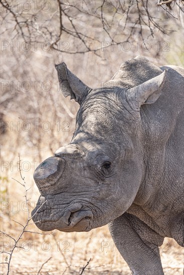 Dehorned Rhino closeup portrait in the Hwange National Park, Zimbabwe during winter season
