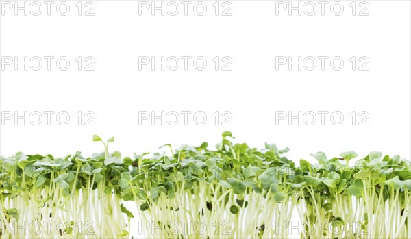 Cress isolated on white background (selective focus, close-up shot)
