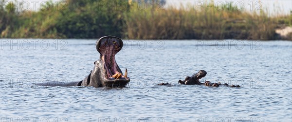 Hippo yawning. Spotted in the Chobe National Park, Botswana, Africa