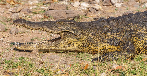 Nile crocodile (Crocodylus niloticus) spotted in the Chobe National Park, Botswana, Africa