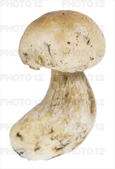 Porcinis (raw) isolated on white background (close-up shot, selective focus)