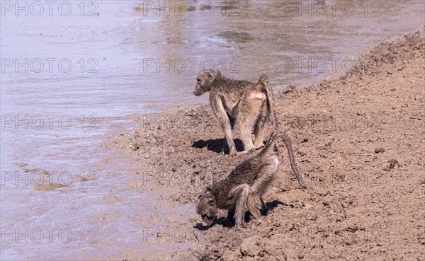 Baboons at a waterhole in Kruger National Park (close-up shot), South Africa, Africa