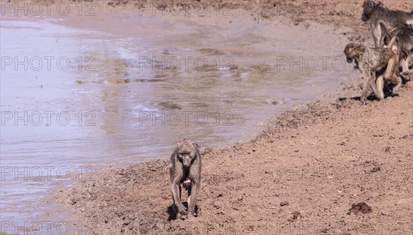 Baboons at a waterhole in Kruger National Park (close-up shot), South Africa, Africa