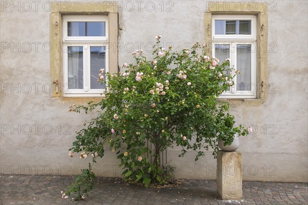 Rosebush in front of the facade of an old house, Deidesheim, Palatinate, Rhineland-Palatinate,