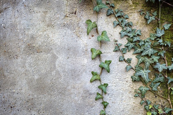 Green Ivy branch against a gray textured wall